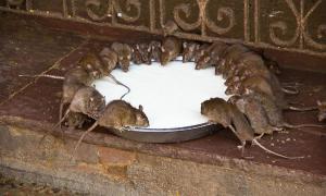 Đừng hoảng sợ nếu có chuột trong nhà! Chỉ cần nửa bát gạo là có thể quét sạch toàn bộ lũ chuột trong nhà, rất an toàn và không độc hại